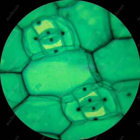 مجهر بيولوجي أحادي العين من سل - مراجعة Microscope Compound 40X وسعره